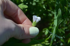 Callirhoe alcaeoides