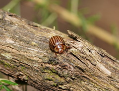 Paropsisterna lignea