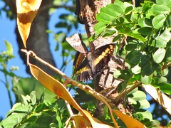 Charaxes castor