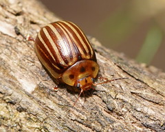 Paropsisterna lignea