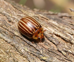 Paropsisterna lignea