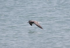 Ichthyaetus hemprichii