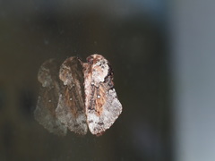 Cosmotriche discitincta