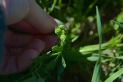 Callirhoe alcaeoides