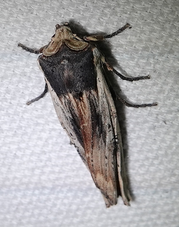 American Swordgrass Moth
