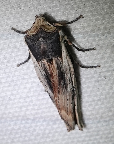 American Swordgrass Moth
