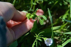 Callirhoe alcaeoides