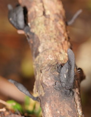 Xylaria castorea