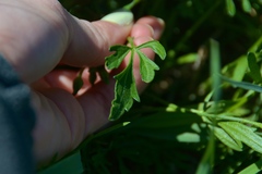 Callirhoe alcaeoides