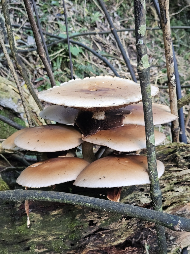 Cyclocybe parasitica · April 2026 · photo: © jacog (iNaturalist, cc0)