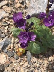 Phacelia calthifolia