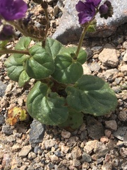 Phacelia calthifolia