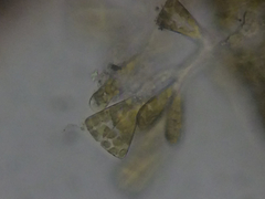 Licmophora