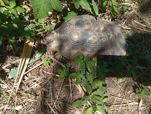 Testudo marginata