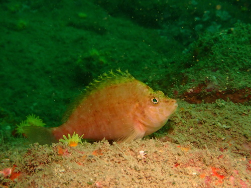 Golden hawkfish (Cirrhitichthys aureus) — Cirrhitidae — 5