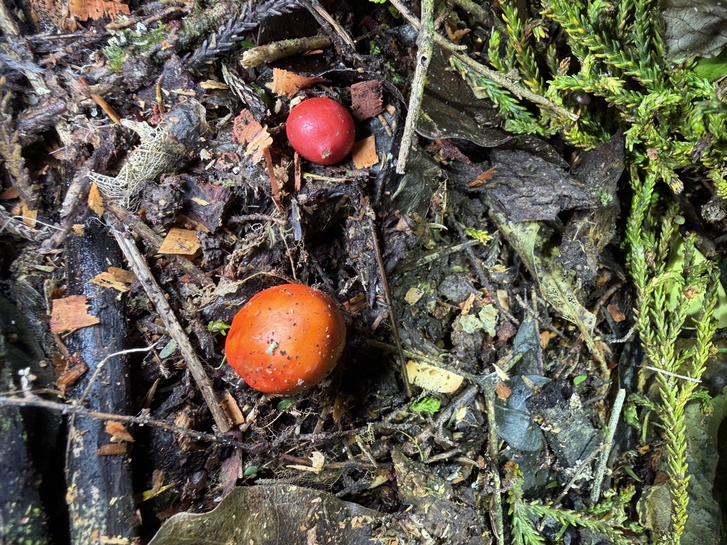 Leratiomyces erythrocephalus · April 2026 · photo: © taylor_dc (iNaturalist, cc-by)