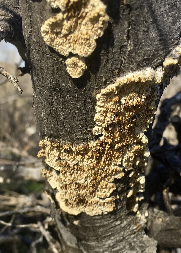 Milk-white Toothed Polypore from Coconino National Forest, Cottonwood ...