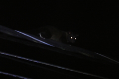 Paradoxurus philippinensis