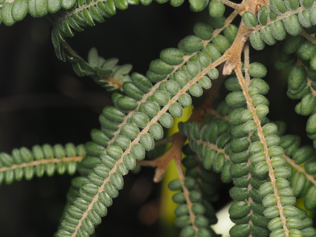 Sophora fulvida; photograph (c) Angus Campbell, some rights reserved (CC BY)