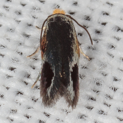 Stigmella resplendensella