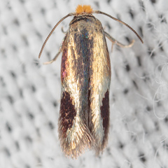 Stigmella resplendensella