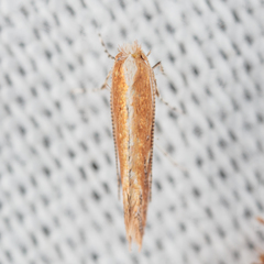 Cameraria quercivorella