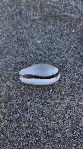 Luria lurida