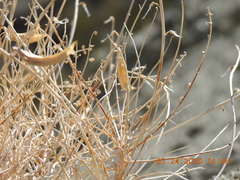 Astragalus tricarinatus