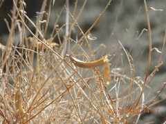 Astragalus tricarinatus