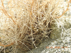 Astragalus tricarinatus