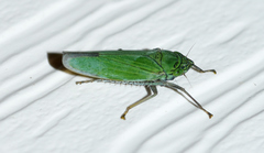 Draeculacephala inscripta