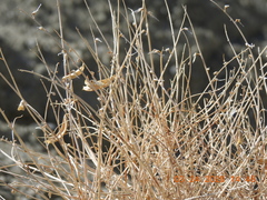 Astragalus tricarinatus