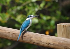 Todiramphus chloris kalbaensis