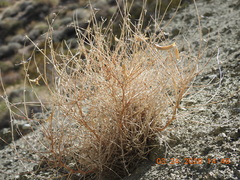 Astragalus tricarinatus