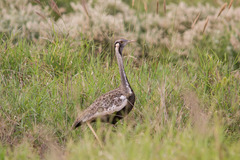 Hartlaub's Bustard photo 4