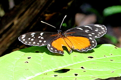 Eresia
