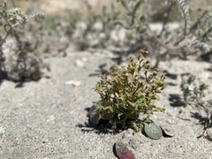 Chorizanthe corrugata