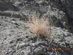 Astragalus tricarinatus