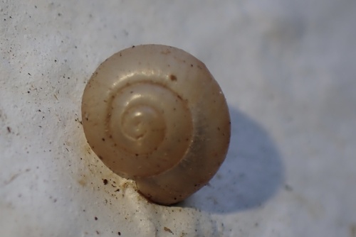 Bradybaena similaris observed 2026-04-24