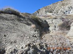 Astragalus tricarinatus