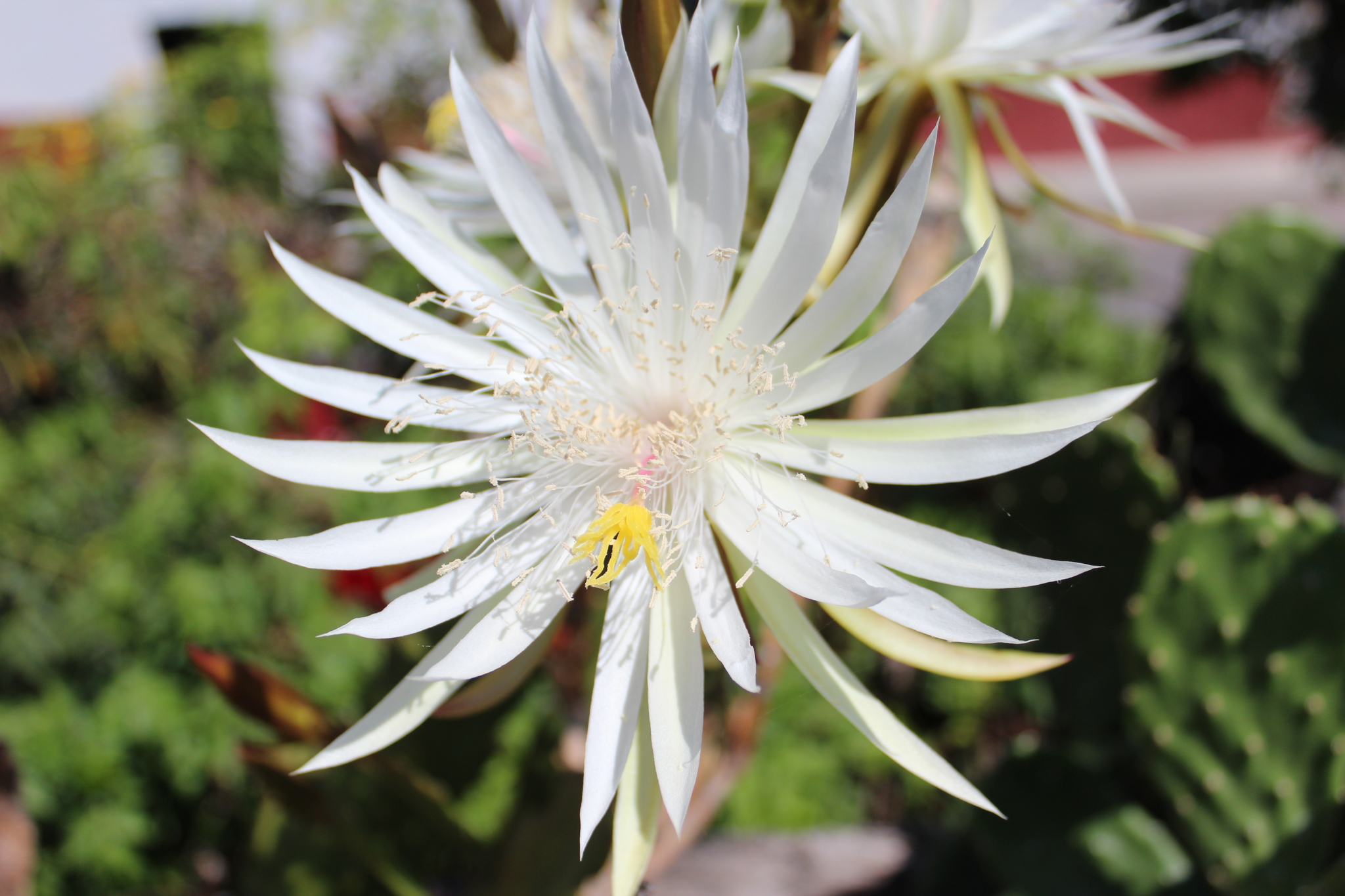 Epiphyllum hookeri ssp. hookeri