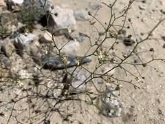 Nemacladus rubescens