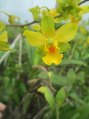 Cyrtopodium flavum