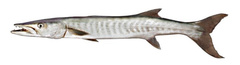 Sphyraena ensis