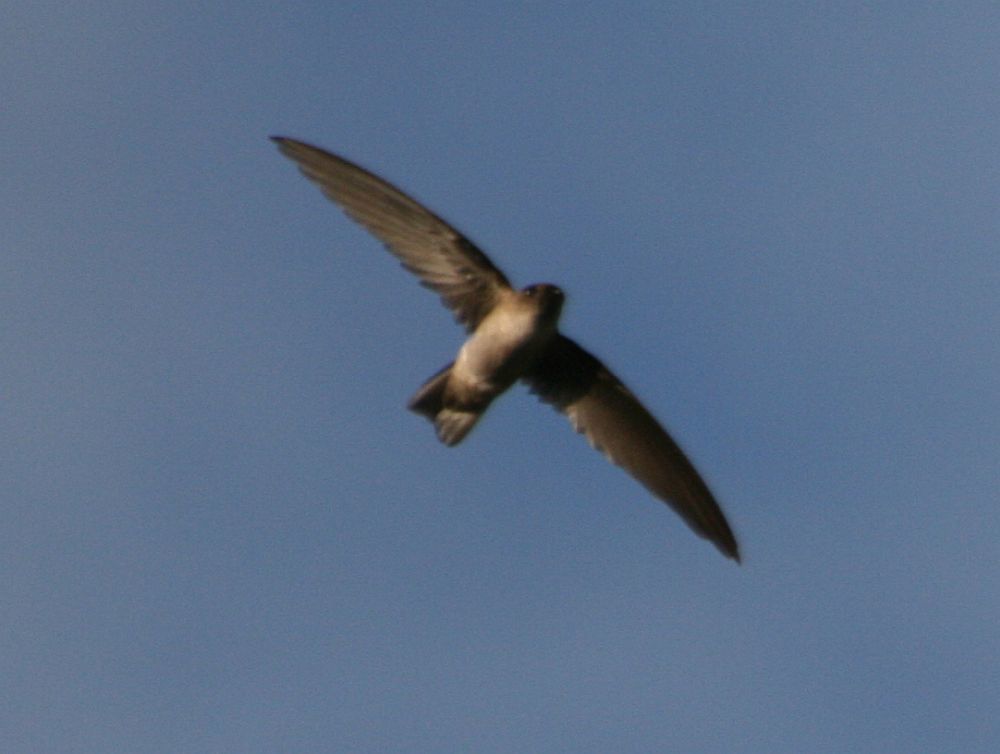 Seychelles Swiftlet photo