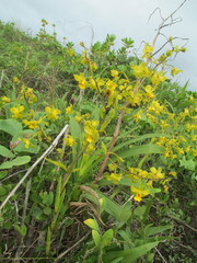 Cyrtopodium flavum
