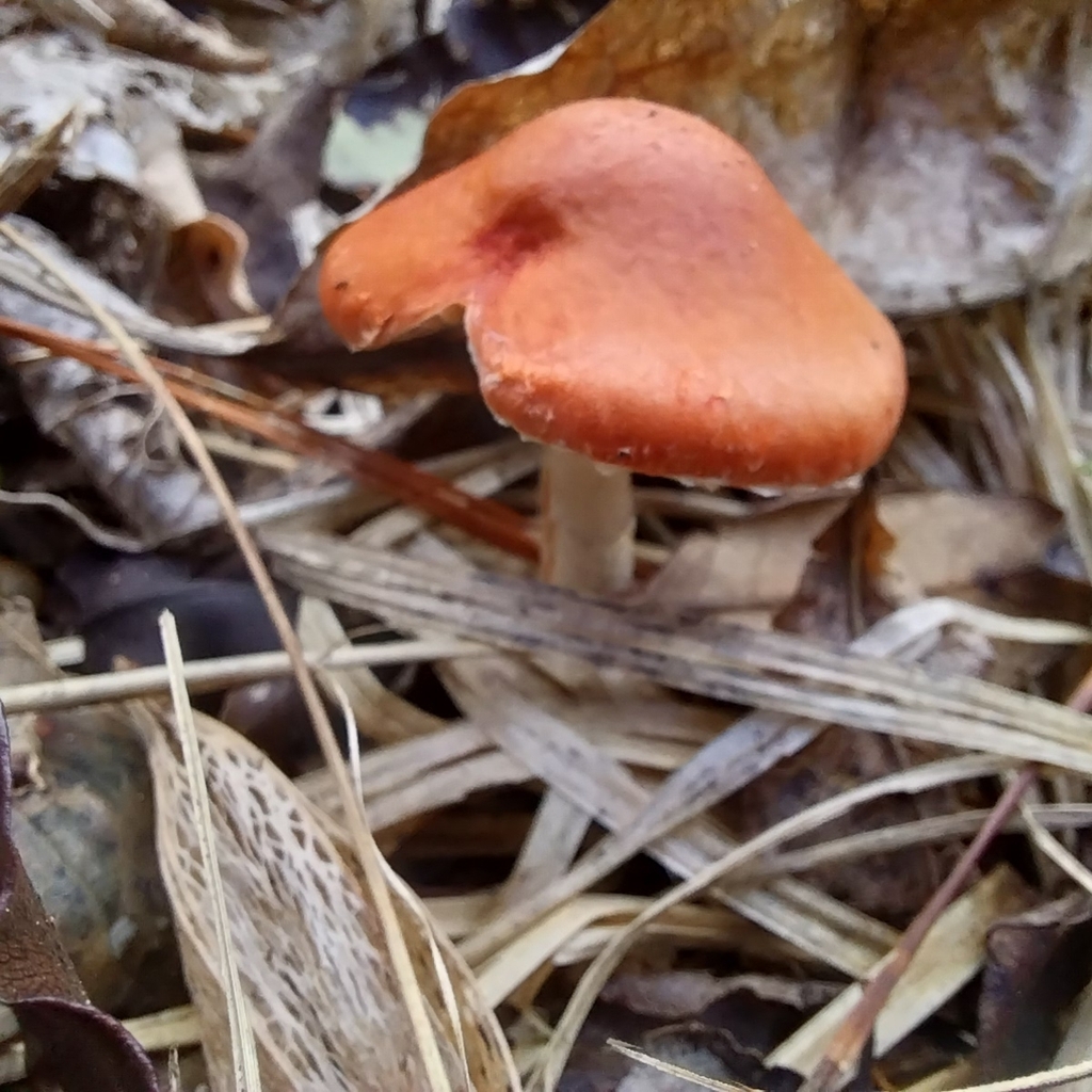 Leratiomyces ceres · April 2026 · photo: © kiwialli (iNaturalist, cc-by)