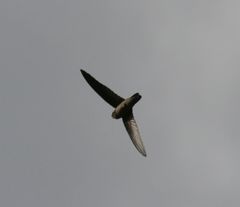 Aerodramus elaphrus