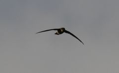 Aerodramus elaphrus