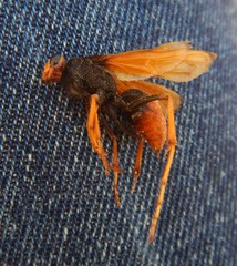 Cryptocheilus australis